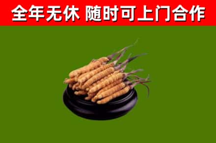 淇市回收散虫草