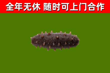 淇市回收海参干